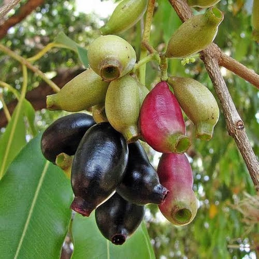 بذور شجرة البامبوزيا (الجامون) - ( Syzygium cumini )