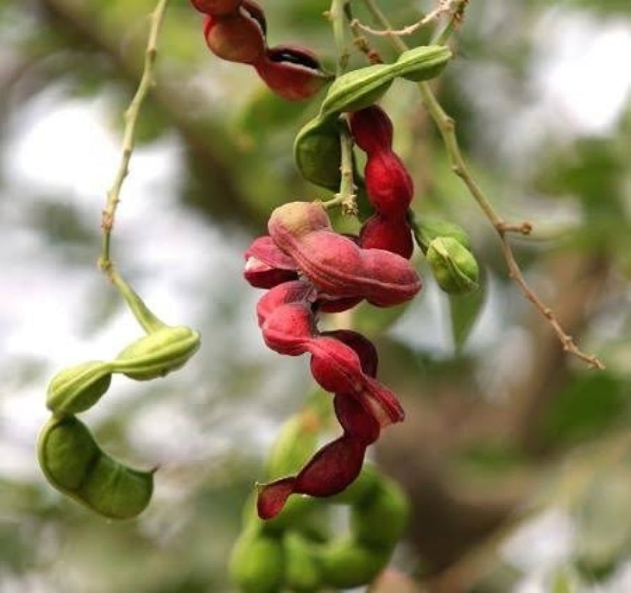 بذور شجرة اللوز الهندي ( Pithecellobium dulce  )