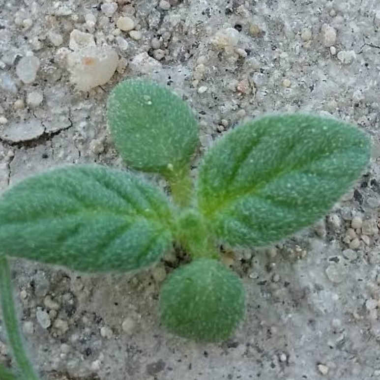 بذور الأرقة - الجريد المصاحب للكمأ أو الفقع ( Helianthemum )