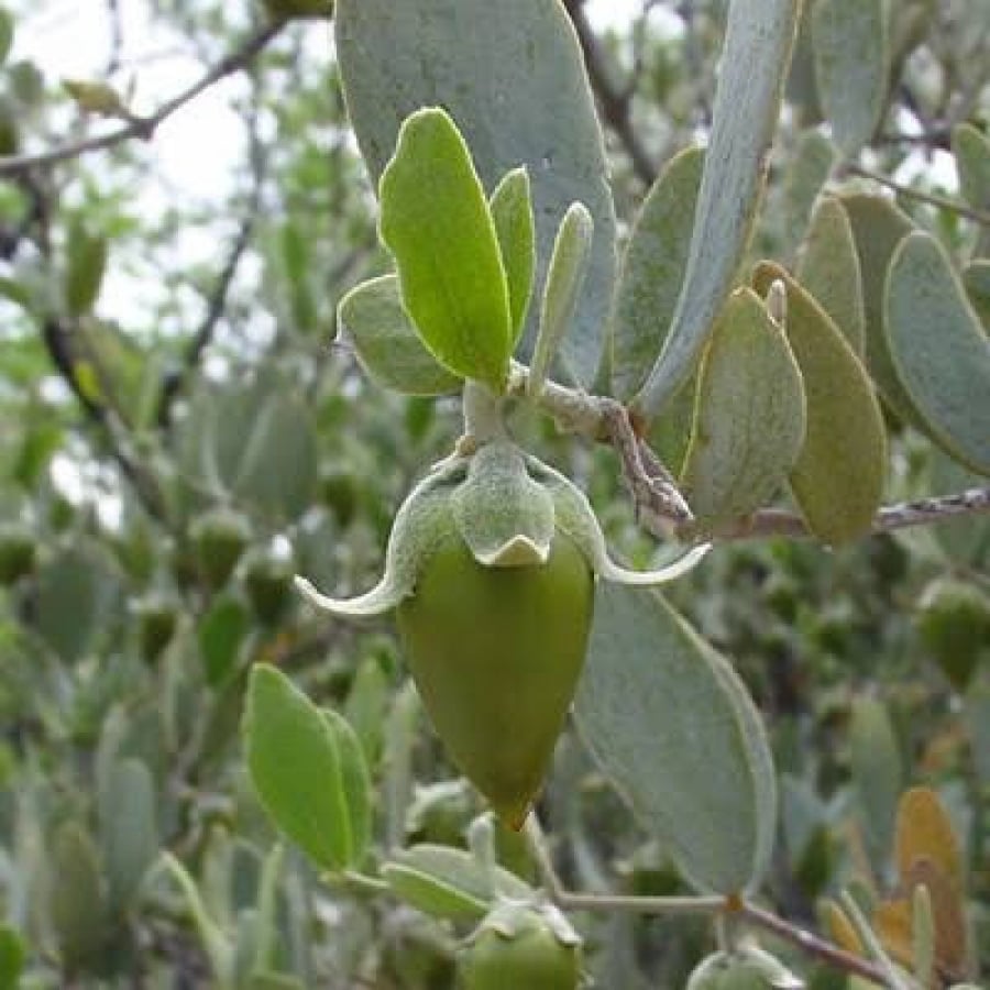 بذور ‫الجوجوبا‬ ( Simmondsia chinensis )