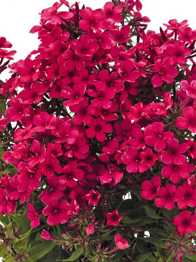 بذور زهرة الفلوكس (Phlox paniculata)