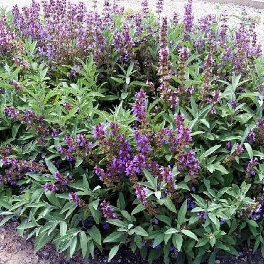 بذور عشبة المرامية ( مريمية ) - ( Salvia officinalis )