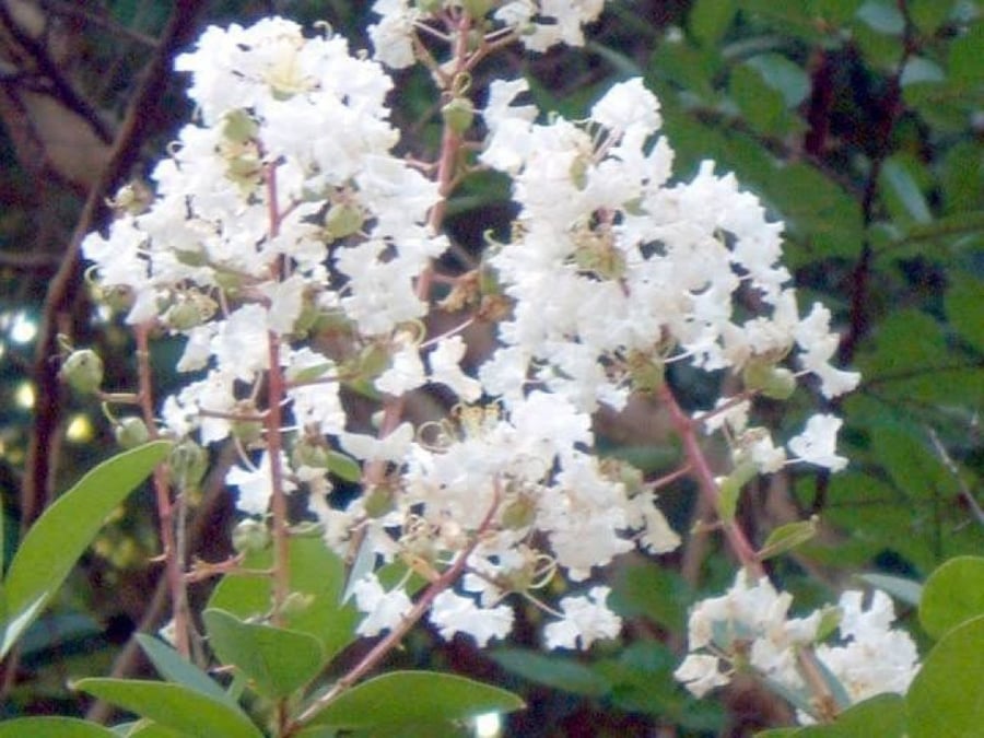 بذور شجرة تمر حنا ( Lagerstroemia indica white ) (لون ابيض)