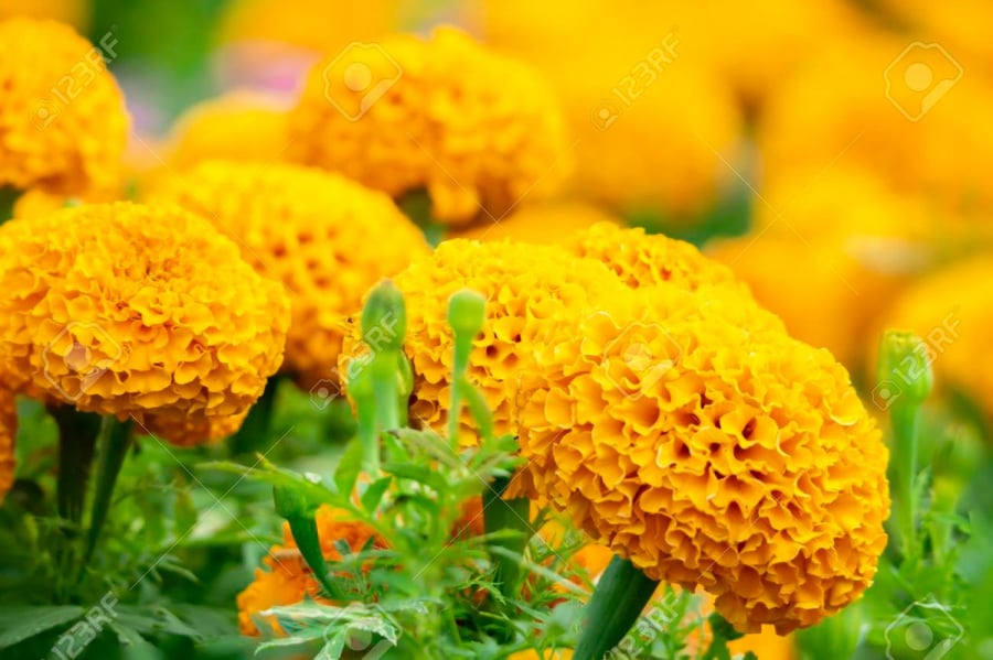 بذور زهرة القطيفة المخملية ( Tagetes )