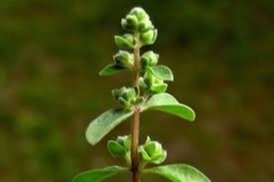 بذور نبات البردقوش (Marjoram)