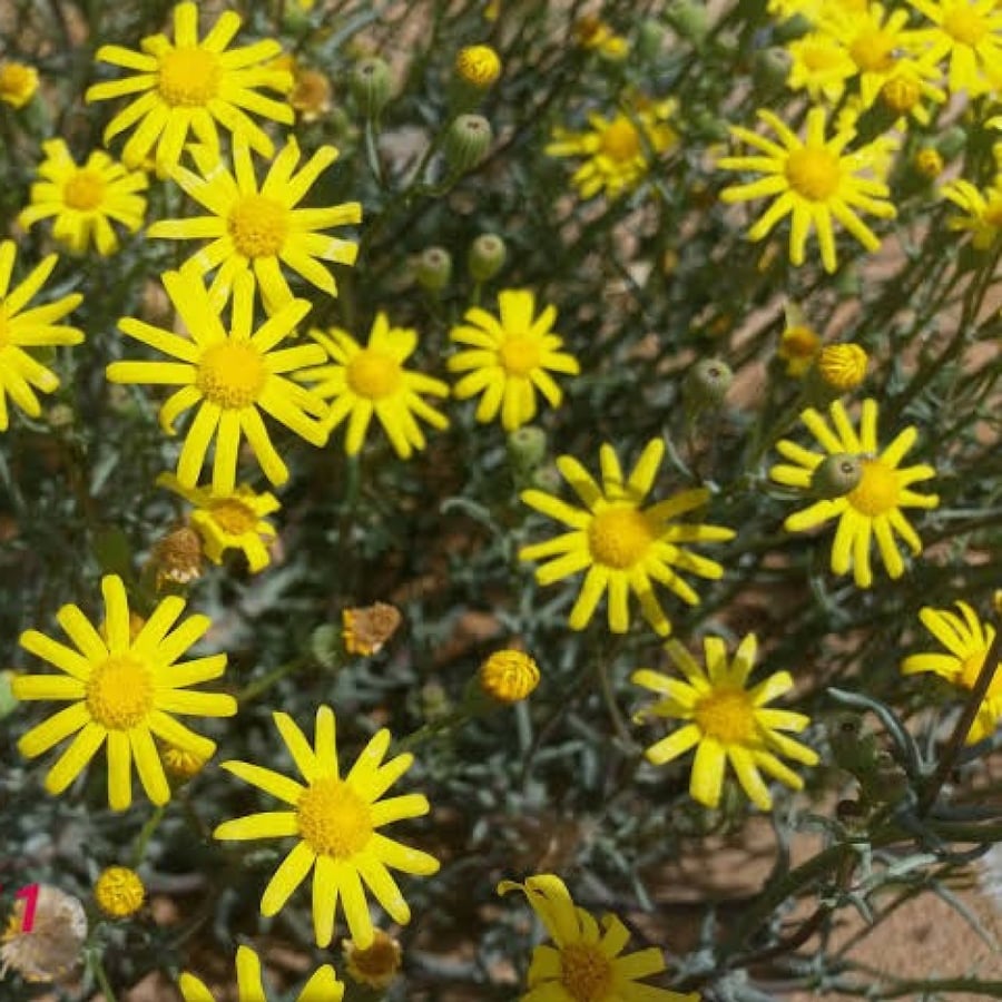 بذور الجرجار ( Senecio glaucus )