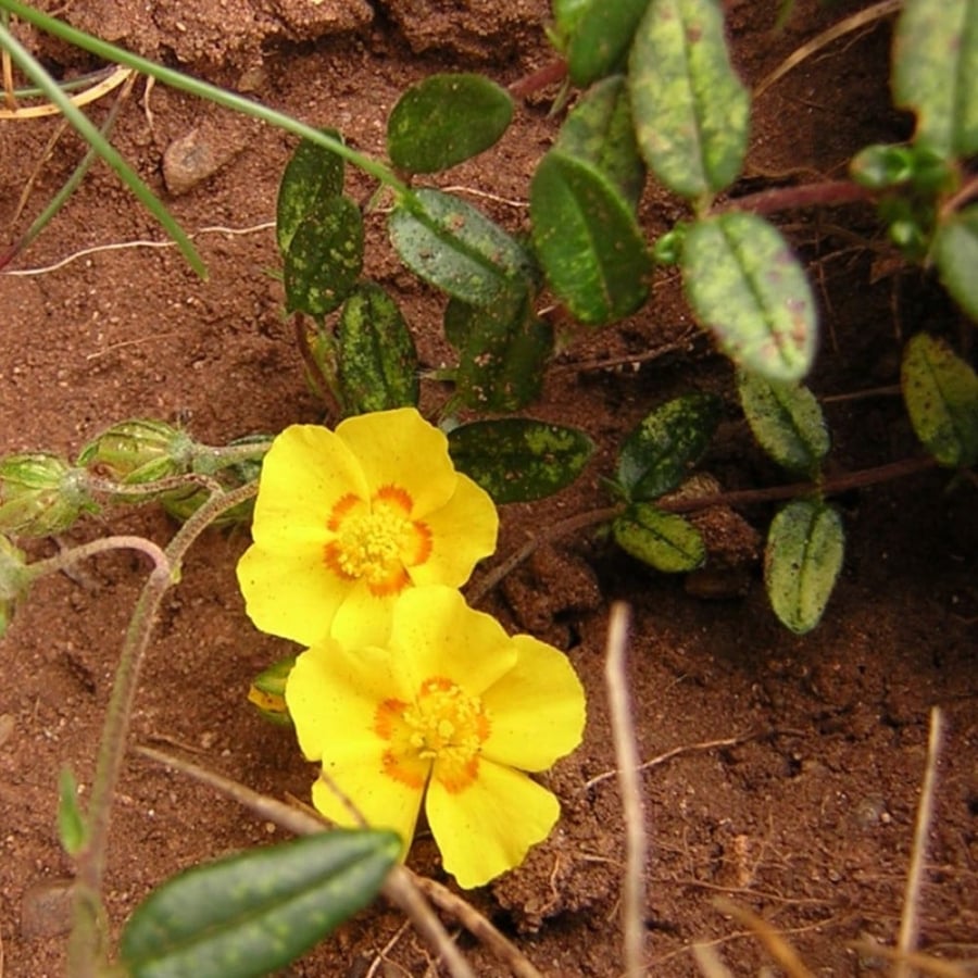 بذور الرقروق المصاحب للفقع ( الكمأة)   ( Helianthemum )