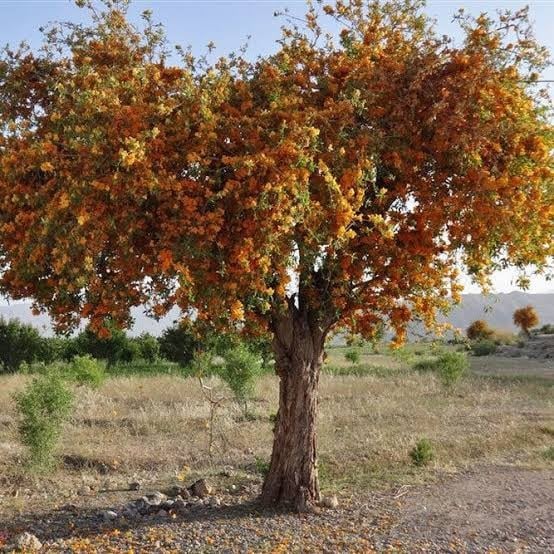 بذور الفرفارة جملة