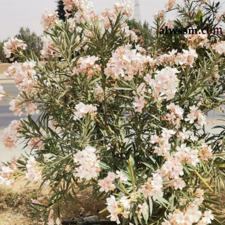 بذور الدفلى