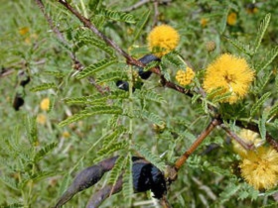Acacia farnesiana seeds