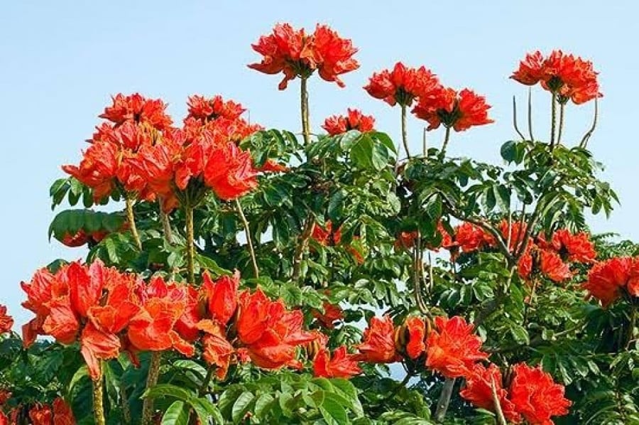 بذور شجرة الخزامى الافريقية (  Spathodea campanulata )
