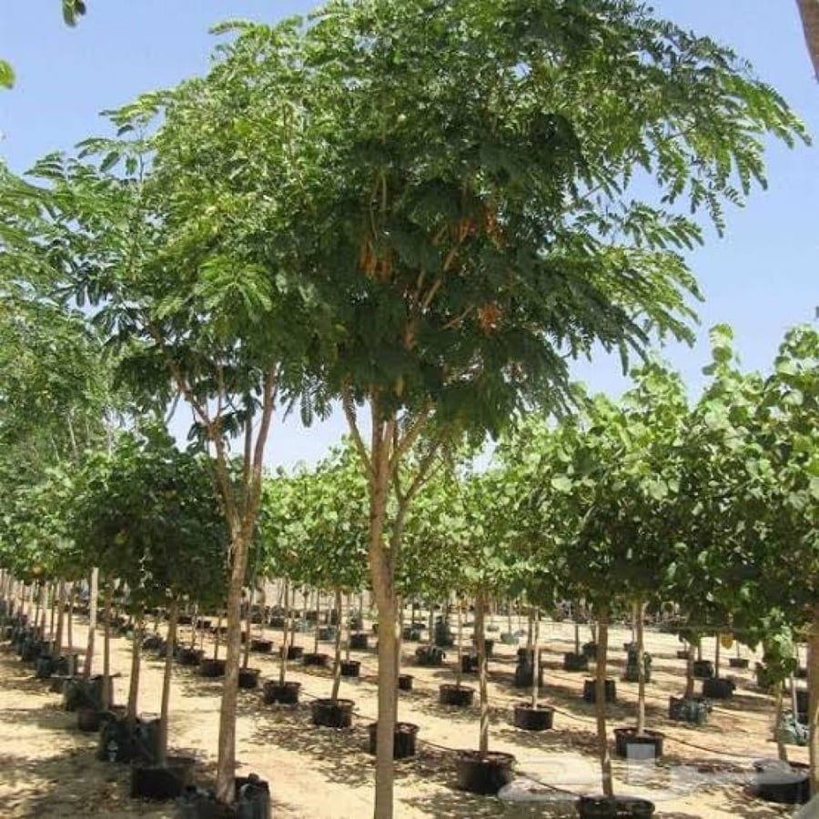 بذور شجرة اللبخ دقن الباشا ( Albizia lebbeck )