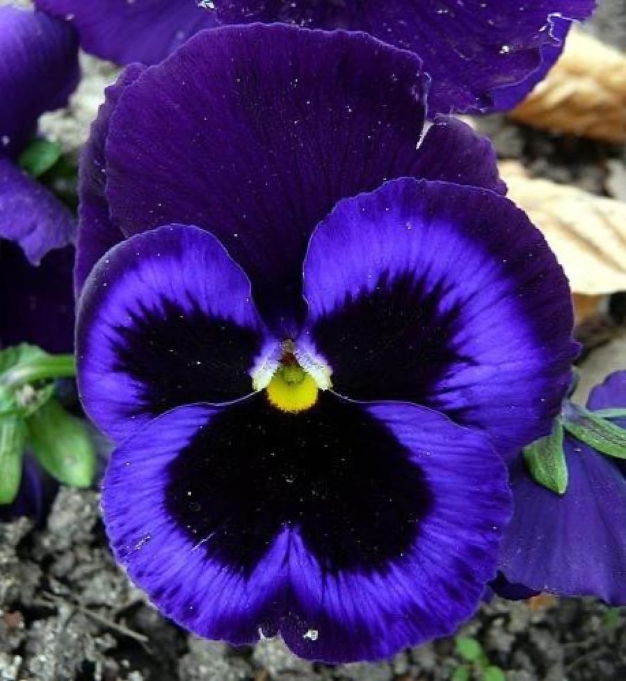 بذور زهرة بنفسج الثالوث (Viola calcarata)