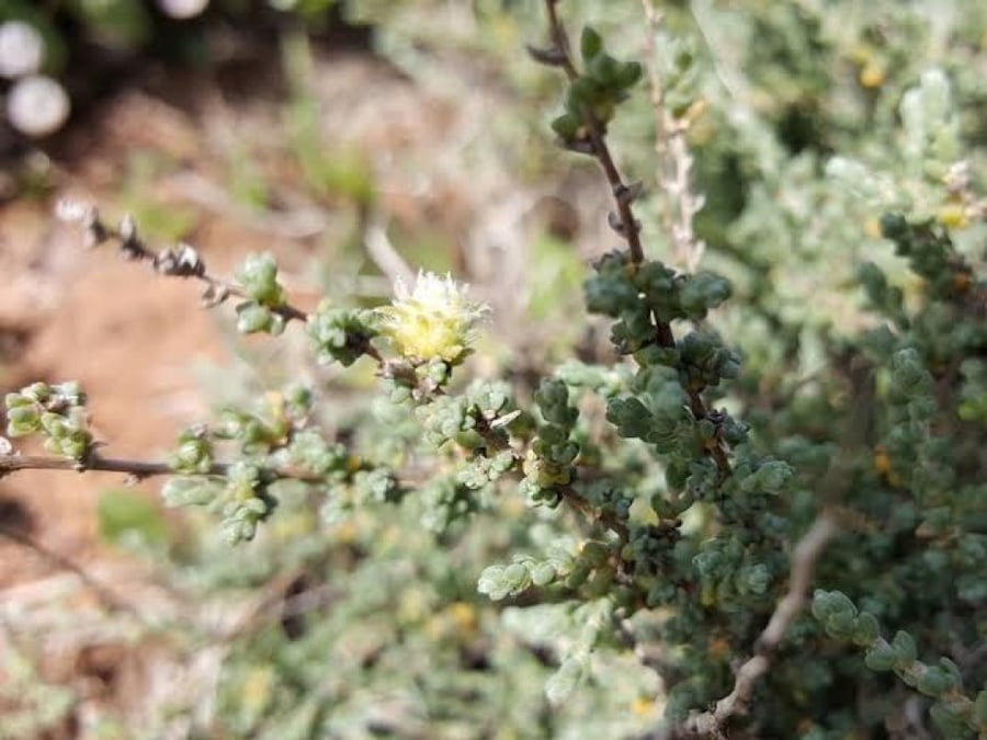 بذور الروثه الرعوية (Salsola villosa)