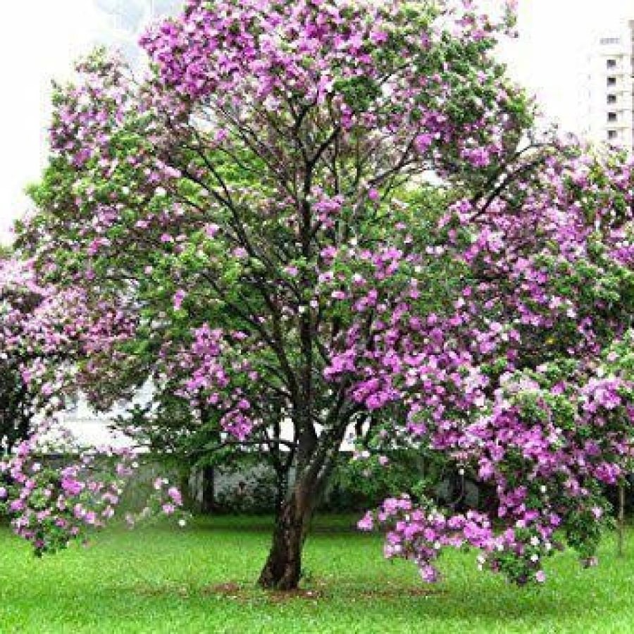 بذور شجرة البوهينيا ( خف الجمل ) - ( Bauhinia variegata )
