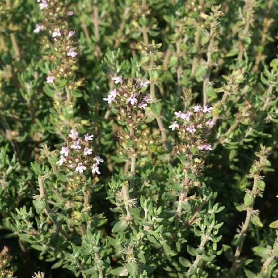 Thyme herb seeds