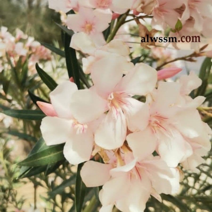 بذور الدفلة الوردية البيضاء