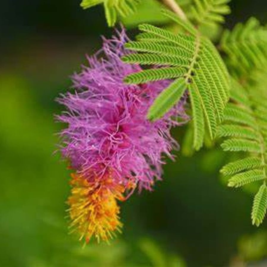 بذور شجرة الغاف الخليجي - ( Prosopis cineraria )