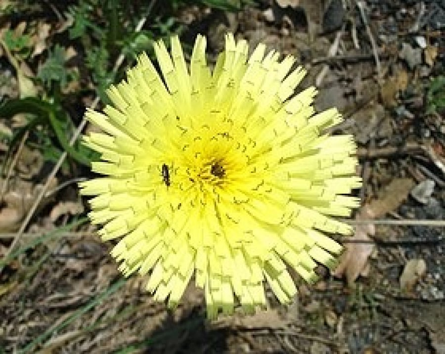 بذور العضيد - العضيض ( Urospermum )