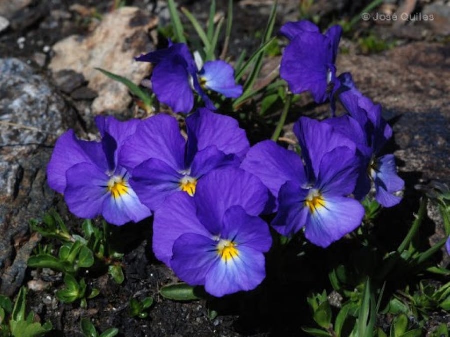 بذور زهرة بنفسج الثالوث (Viola calcarata)