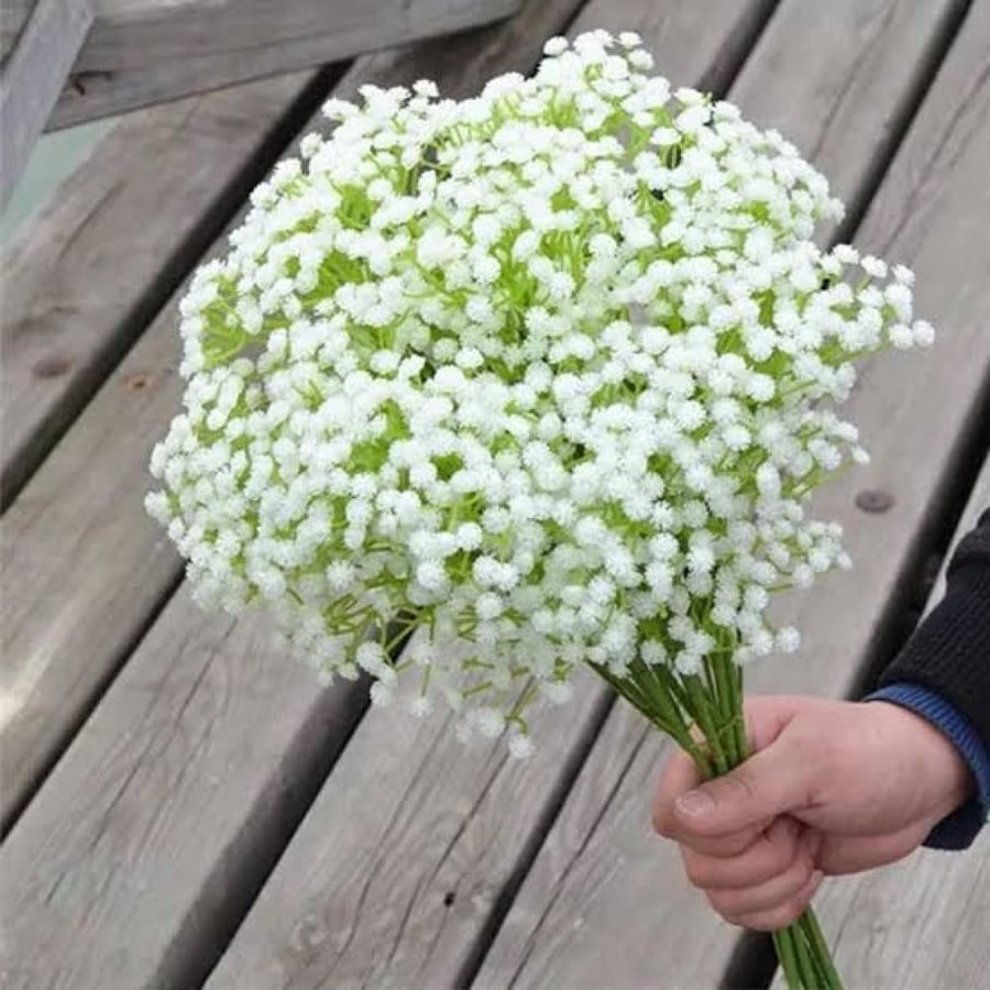 بذور زهرة الجيبسوفيلا ( Gypsophila )
