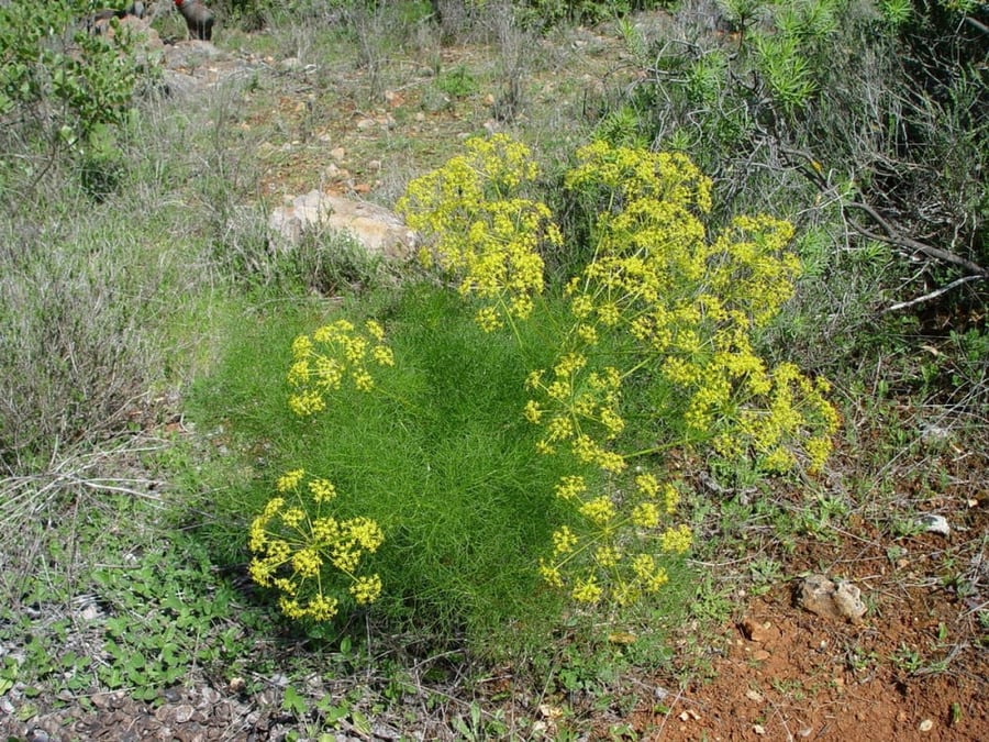 بذور نبات شمار بري ( Foeniculum vulgare )