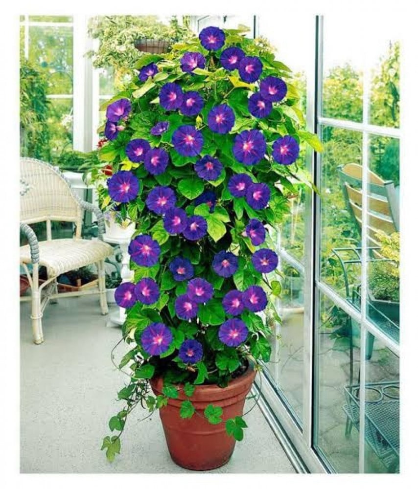بذور زهرة مجد الصباح المتسلقة ( Ipomoea )