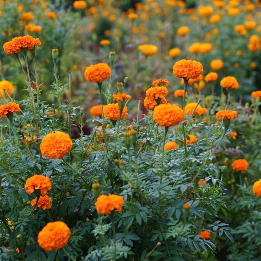 بذور زهرة القطيفة المخملية ( Tagetes )