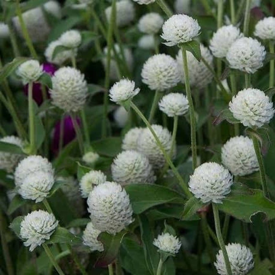 بذور زهرة جمفرينا بيضاء  ( Gomphrena gloposa )