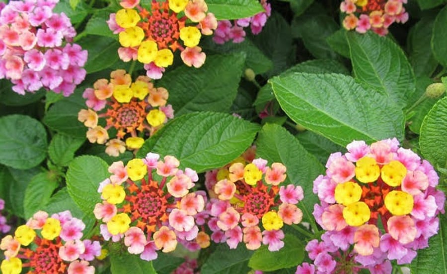 بذور شجيرة لانتانا كامارا الملونة (  Lantana camara )