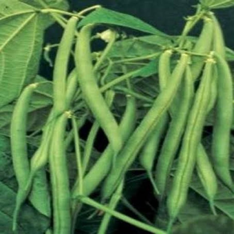 بذور لوبيا ( vigna )