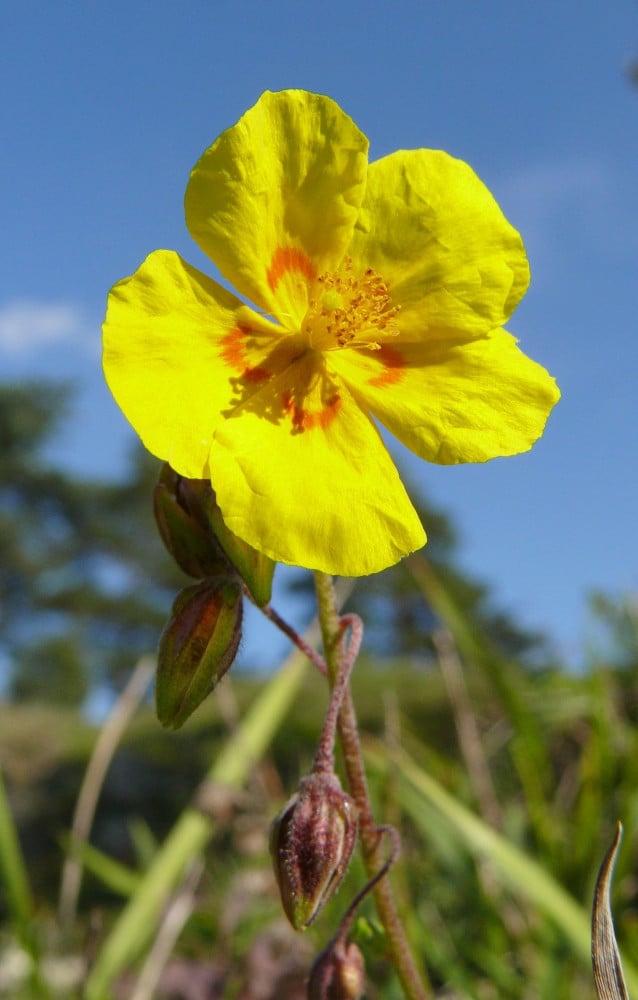 بذور الرقروق المصاحب للفقع ( الكمأة)   ( Helianthemum )