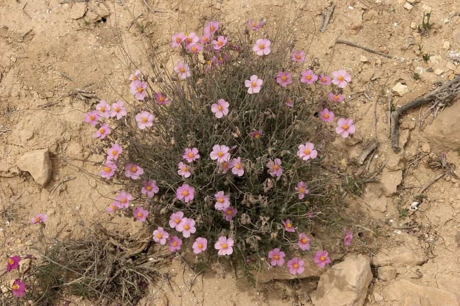 بذور الرقروق المصاحب للفقع ( الكمأة)   ( Helianthemum )
