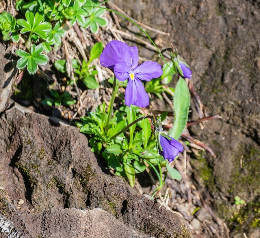 بذور زهرة بنفسج الثالوث (Viola calcarata)