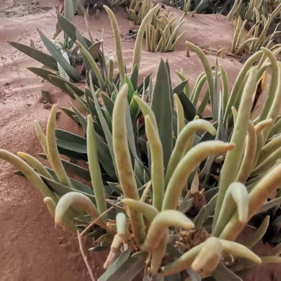 بذور الحرمل (  Rhazya stricta)