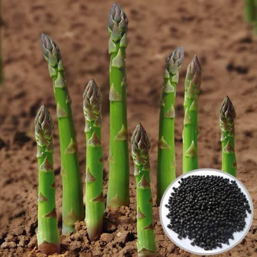 بذور الهليون
