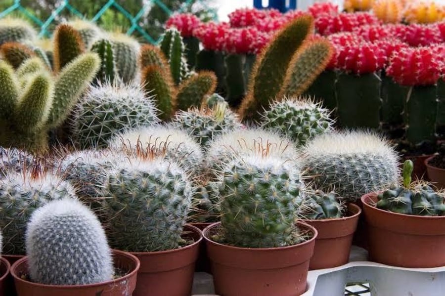 بذور زهرة الصبار ( مخلوط ) - ( cactaceae )