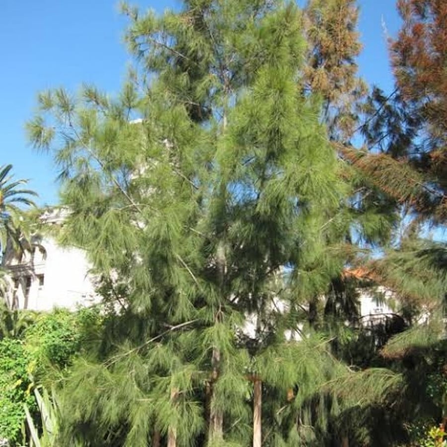 بذور شجرة الأثل الأمريكي (  Casuarina equisetifolia )