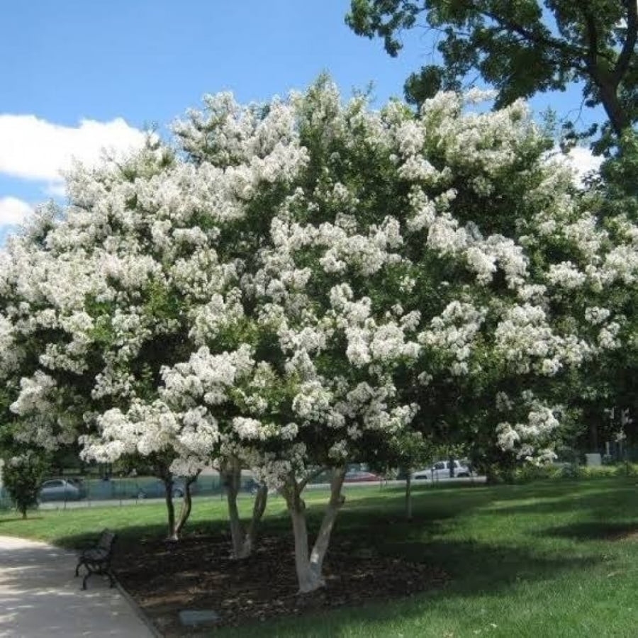 بذور شجرة تمر حنا ( Lagerstroemia indica white ) (لون ابيض)