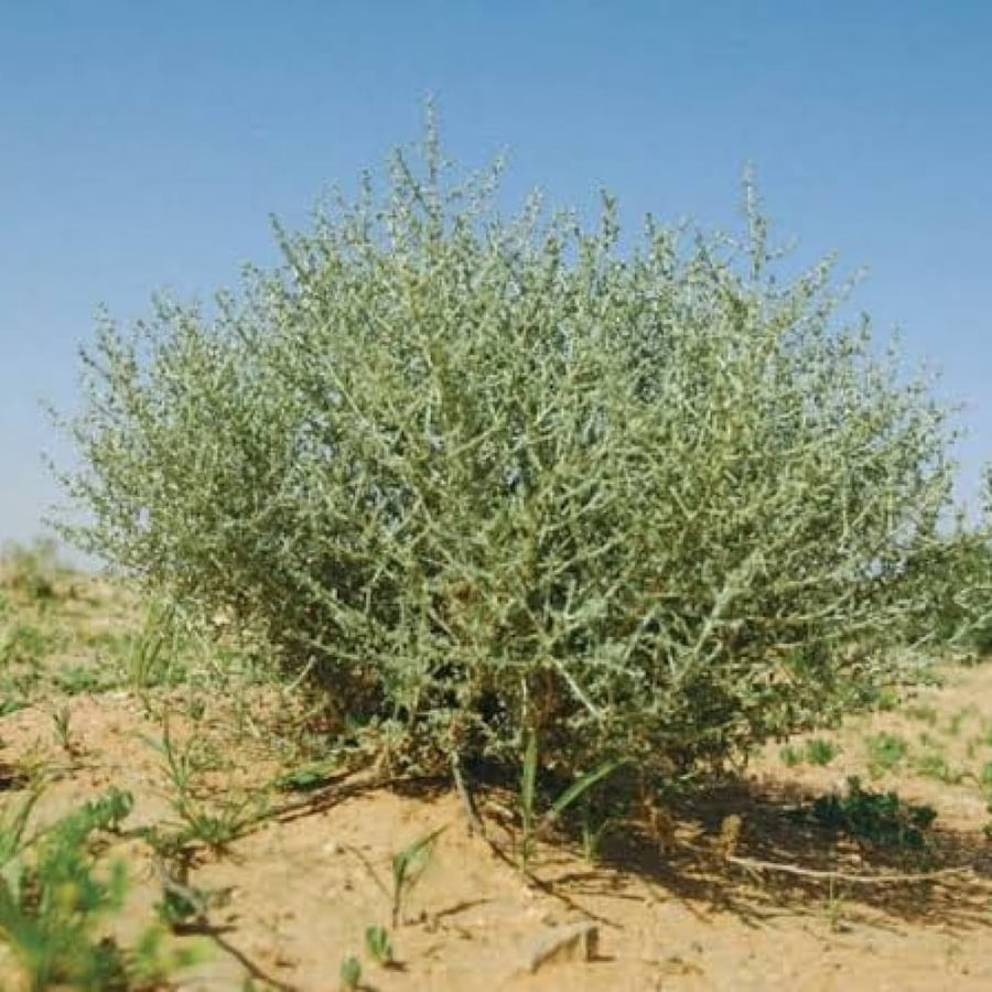 بذور الروثه الرعوية (Salsola villosa)