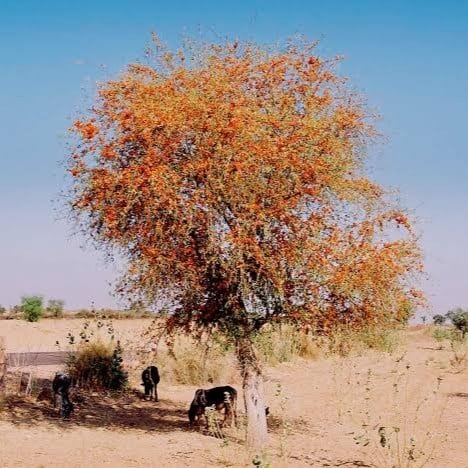 شجرة الفرفارة