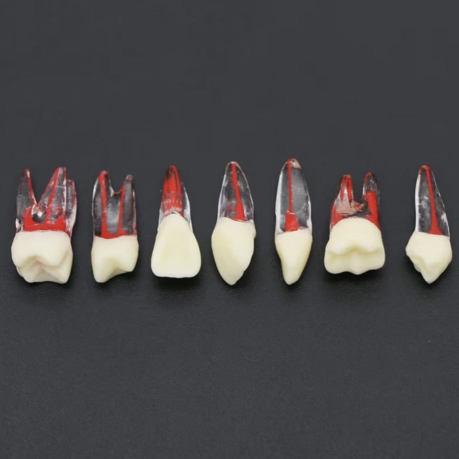 PLASTIC maxillary canine