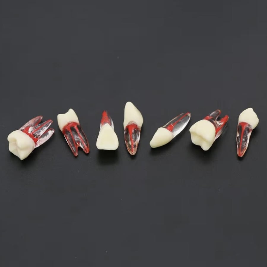 PLASTIC maxillary canine