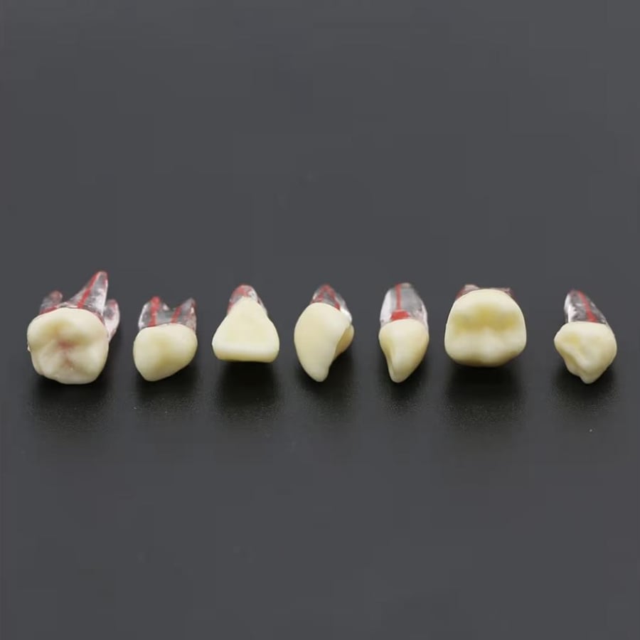 PLASTIC maxillary canine