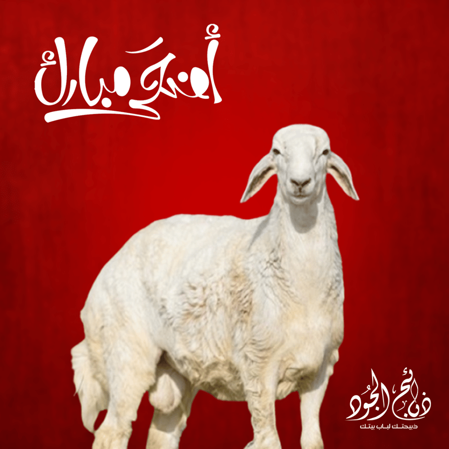 أضحية العيد حري وسط