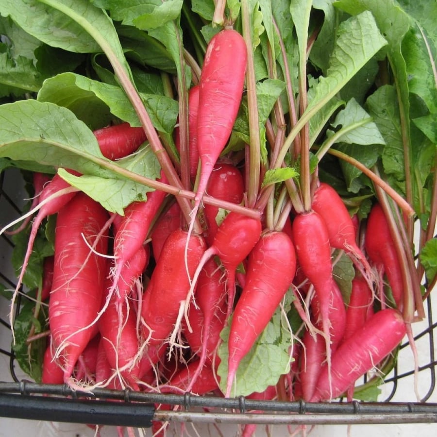 بذور فجل طويل (شمعة النار)