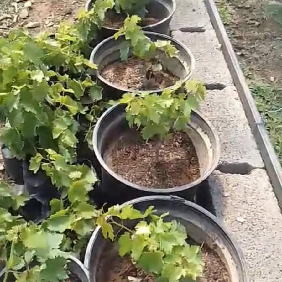 شتلة عنب بلاك ماجك