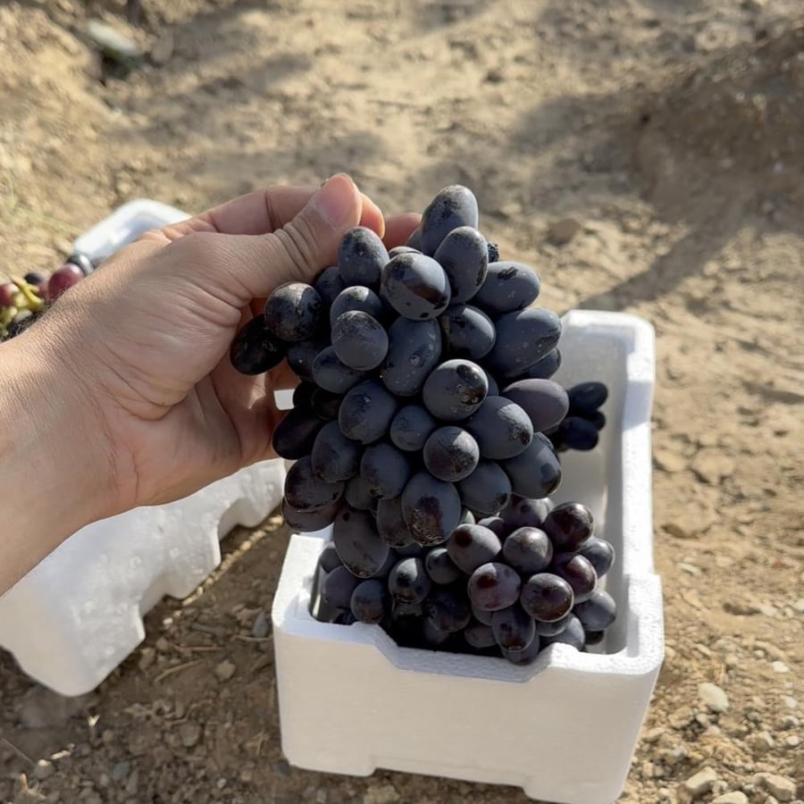 شتلة عنب بلاك ماجك