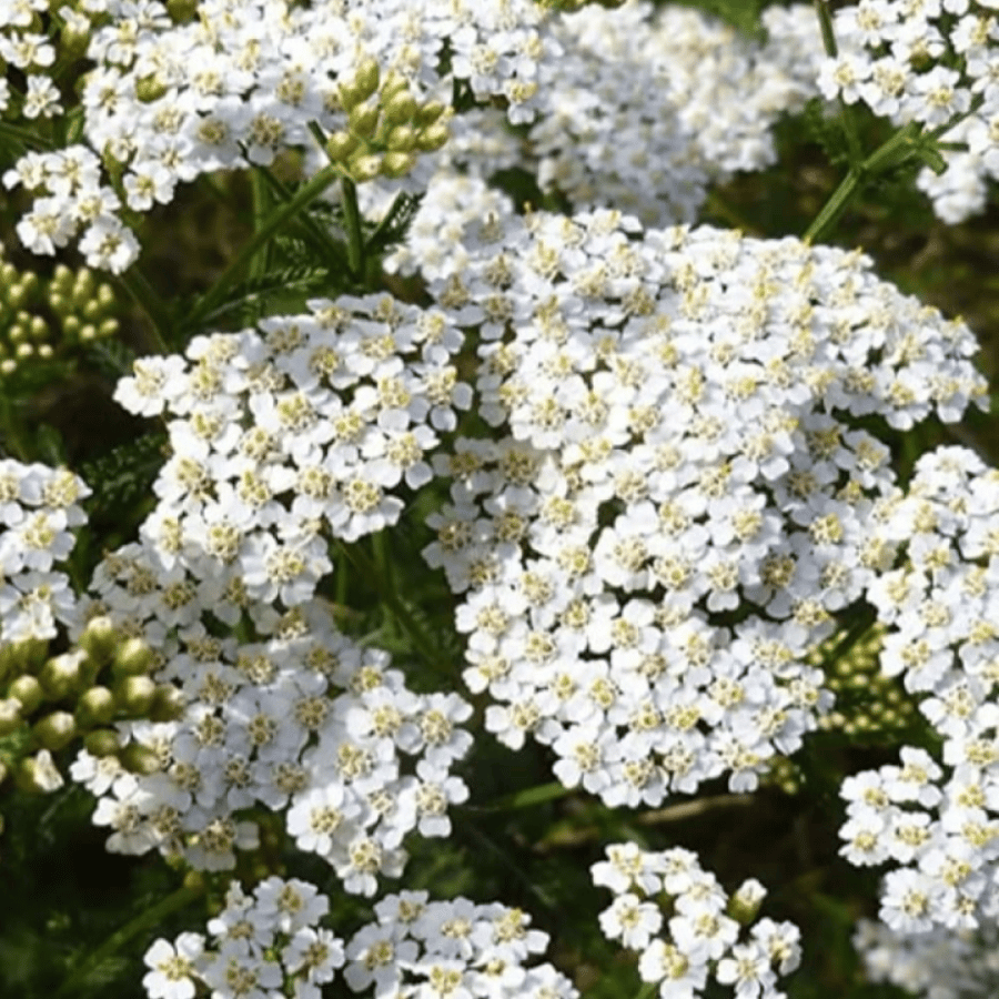بذور الأخيلية العطرية البيضاء ( Achillea millefolium )