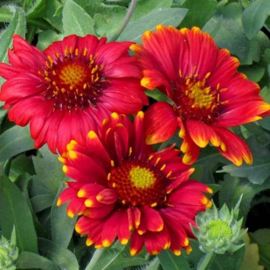 بذور العنبر الكشميري الأحمر - جيلارديا أريستاتا ( gaillardia aristata )
